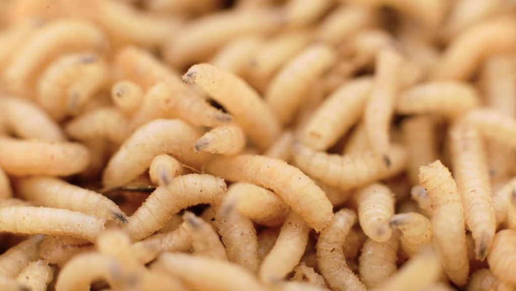 Meksiko Mengumumkan Kasus Pertama Manusia Terinfeksi Belatung